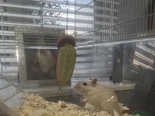 Gerbil rodents 2 female gerbils - Advert 6