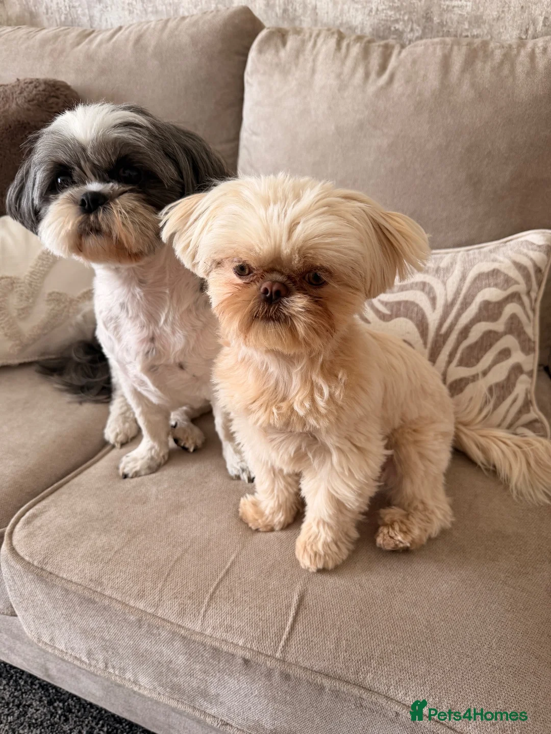 Shih Tzu dogs for sale: Dogs for sale  in Barnsley - Advert 2