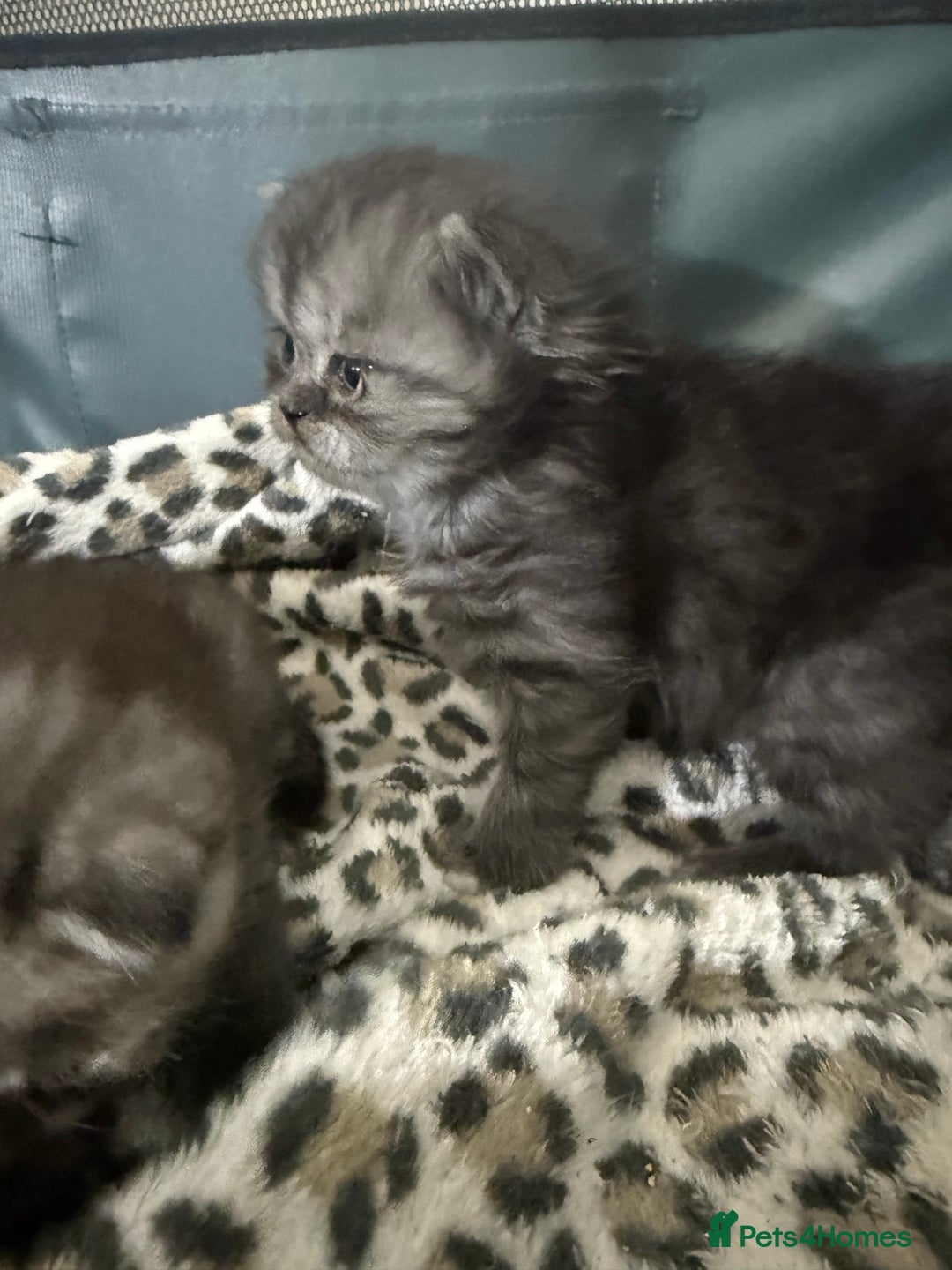 Scottish Fold cats for sale: Stunning Rainbow litter ready for  **   - Advert 22