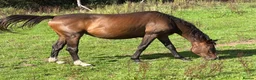 Irish Sports horses for sale: Companion / Best friend Looking for a family  - Advert 2