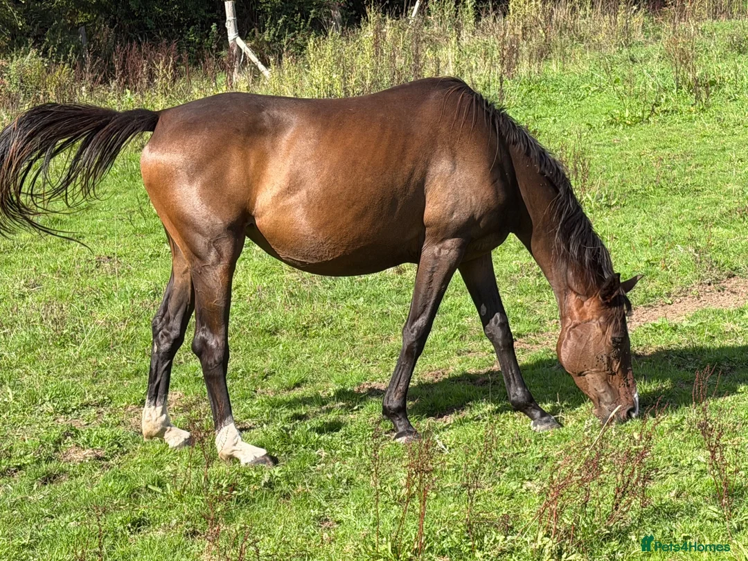 Irish Sports horses for sale: Companion / Best friend Looking for a family  - Advert 2