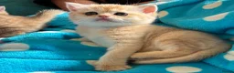 British Shorthair cats for sale: Adorable lilac golden Kittens Seeking Homes 🌟 - Advert 14
