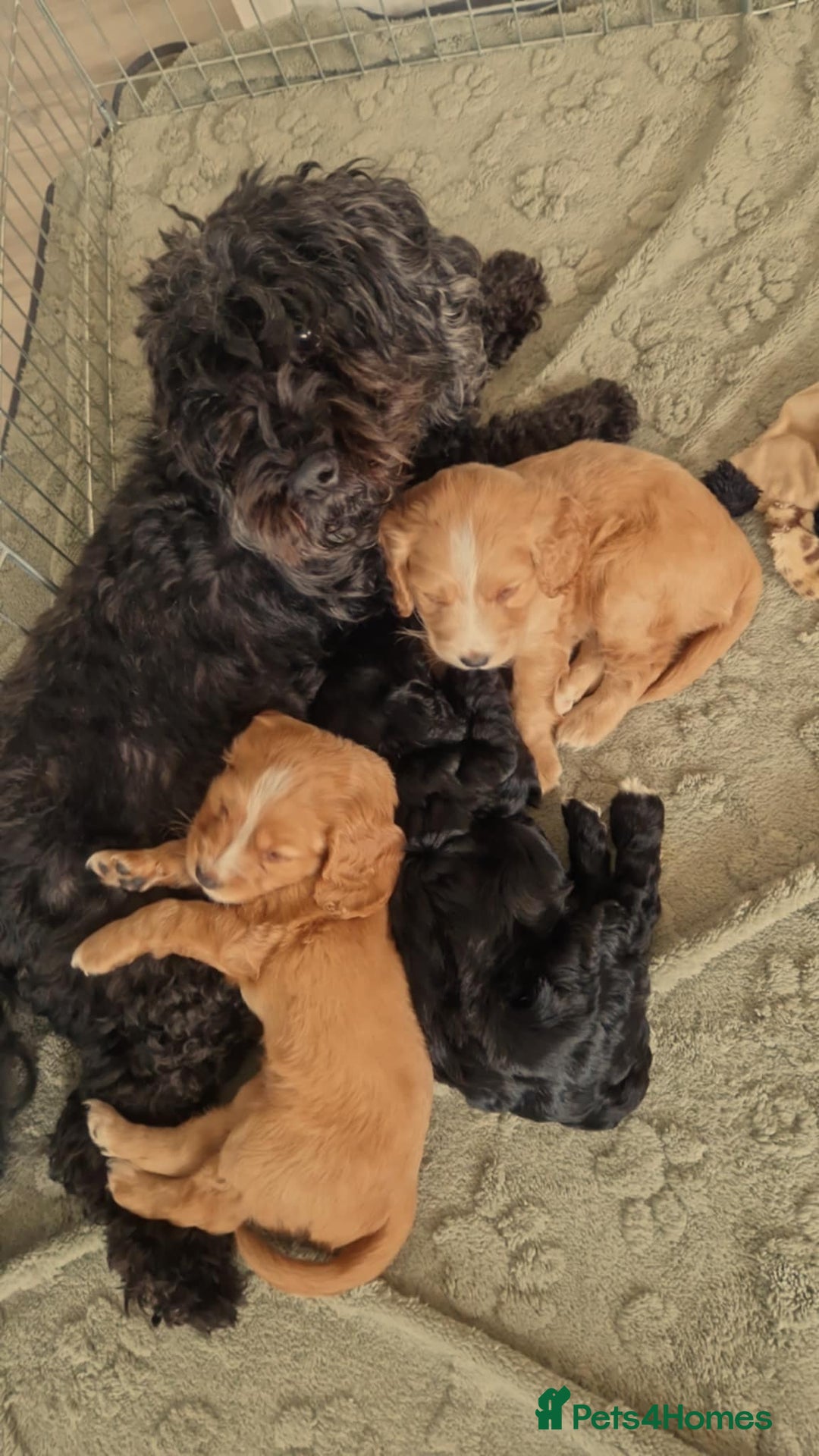 Mixed Breed dogs for sale: Beautiful Cavapoo X puppies - Image 5