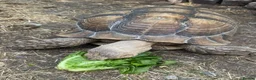 Tortoise reptiles for sale: Pair of Adult Sulcata Tortioses For Reluctant Sale in Coventry - Advert 2