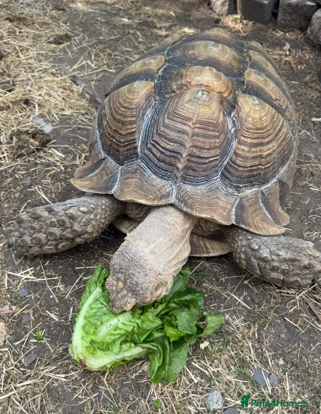 Tortoise reptiles for sale: Pair of Adult Sulcata Tortioses For Reluctant Sale in Coventry - Advert 2