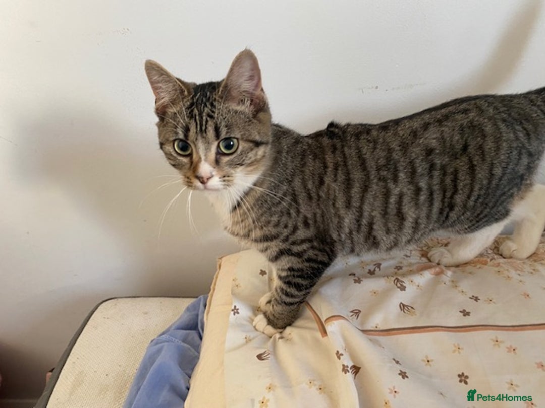 Bengal cats for sale: Beautiful Bengal girl kitten - Advert 2