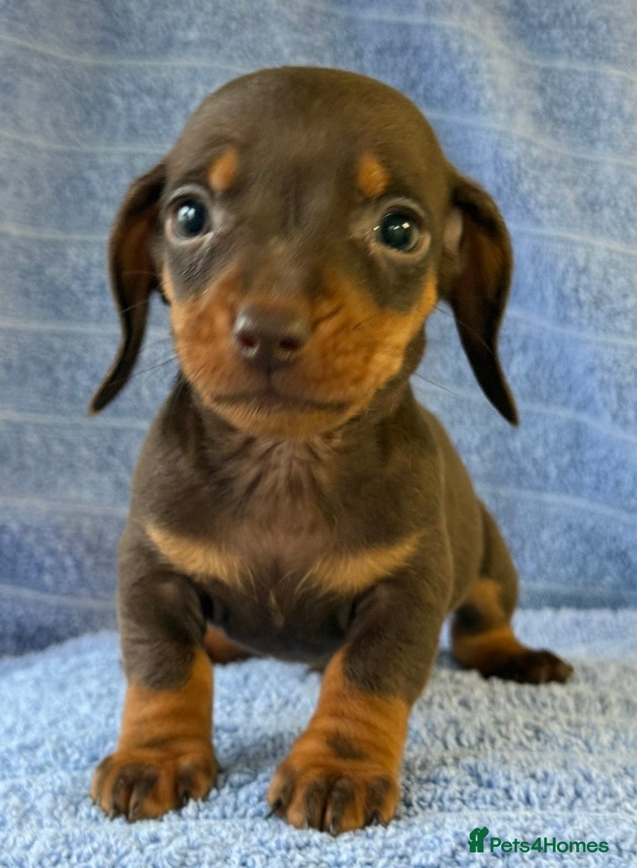 Miniature Dachshund dogs KC Reg Miniature Dachshund Puppies  - Advert 2