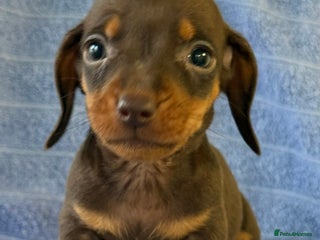 Miniature Dachshund dogs KC Reg Miniature Dachshund Puppies - Advert 15