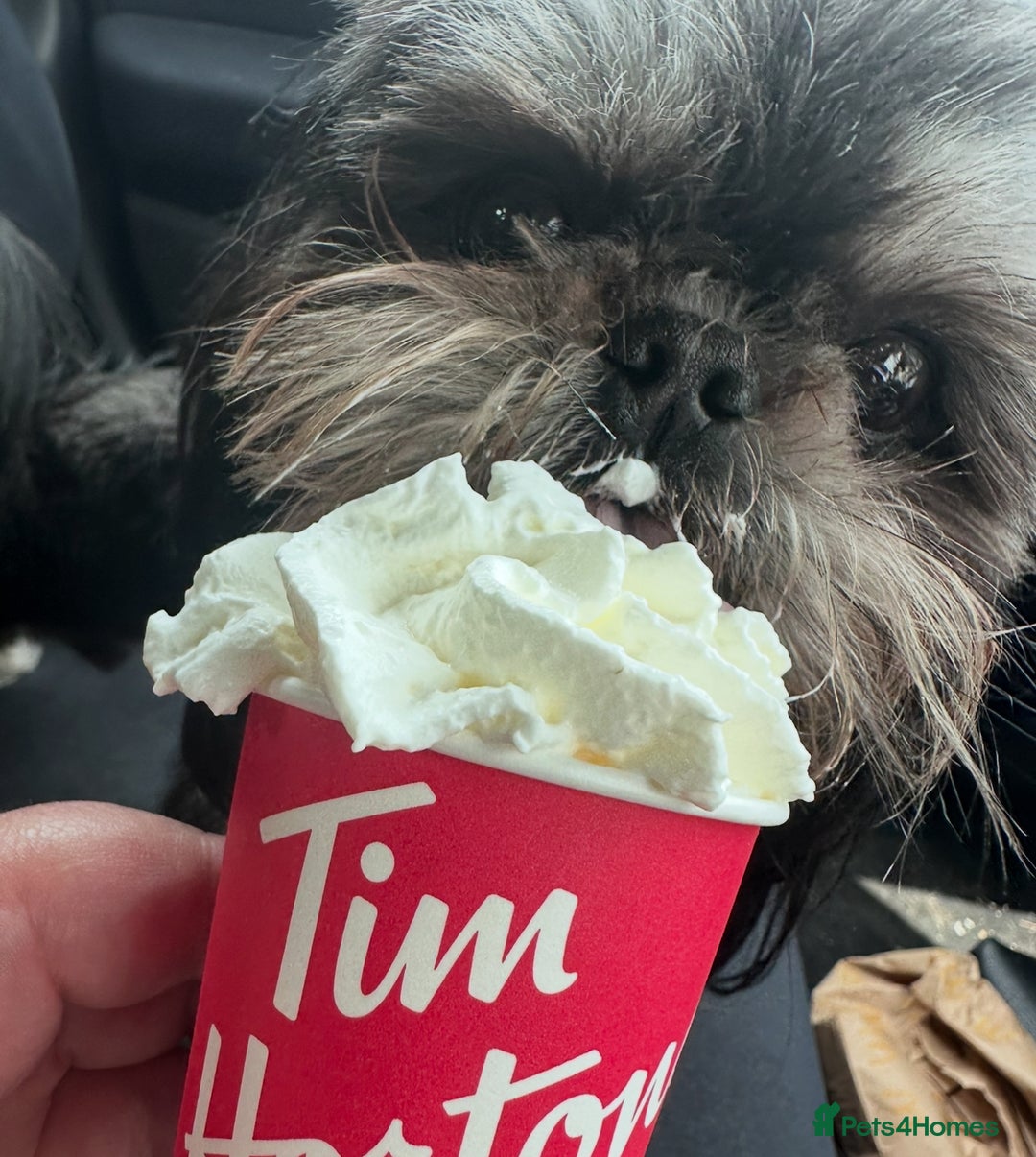 Shih Tzu dogs for sale: Exquisite KC Doll Faced LILAC BOY Imperial 🎀 - Image 15