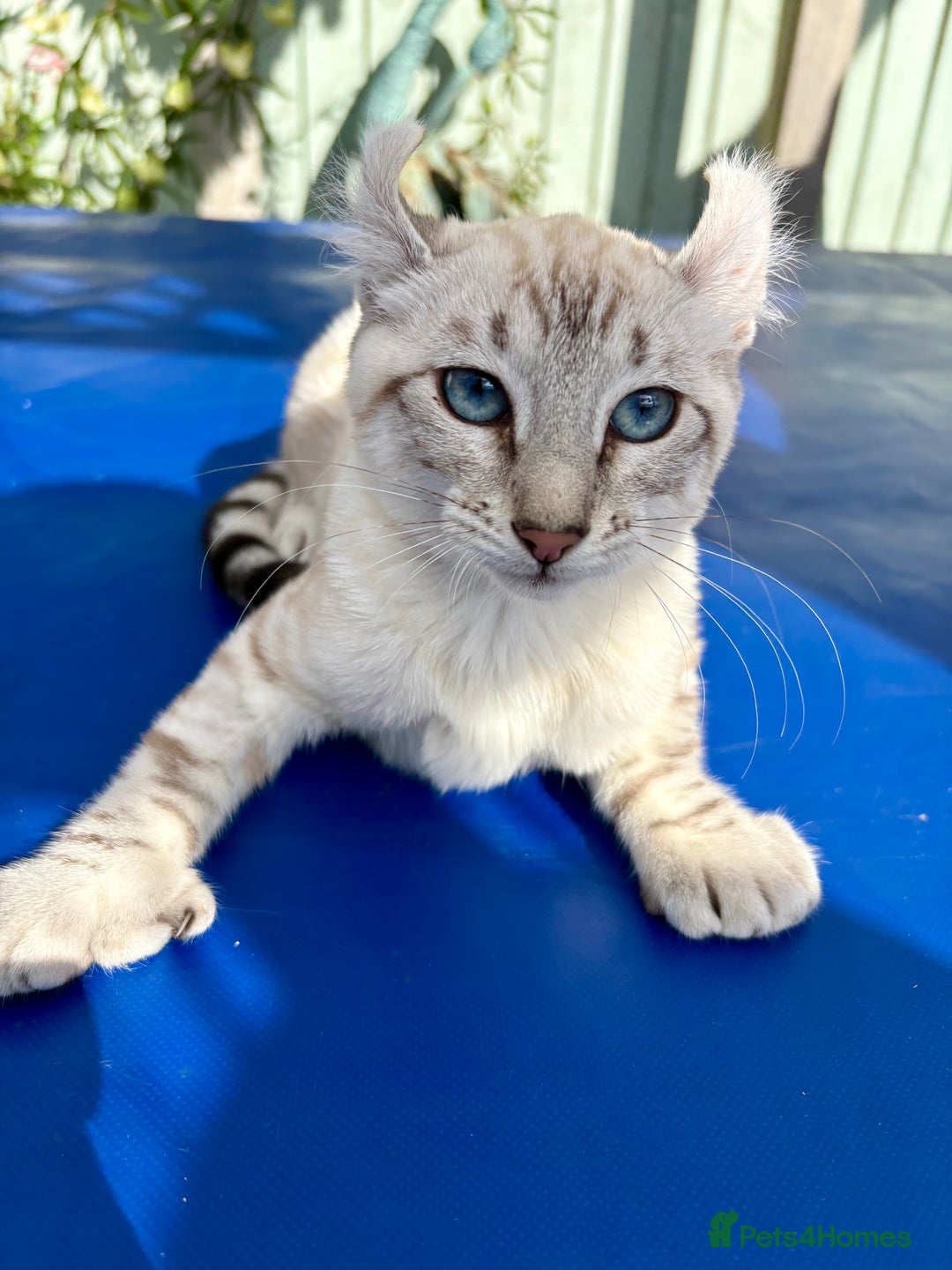 Keetso cats for sale: Breath taking polydactyl curled eared girl  - Image 24