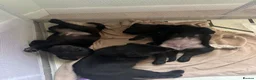 Labrador Retriever dogs for sale: X1 female Labrador puppy for sale in Stirling - Advert 8