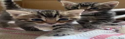 Bengal cats for sale:  Stunning Bengal kittens - Advert 13