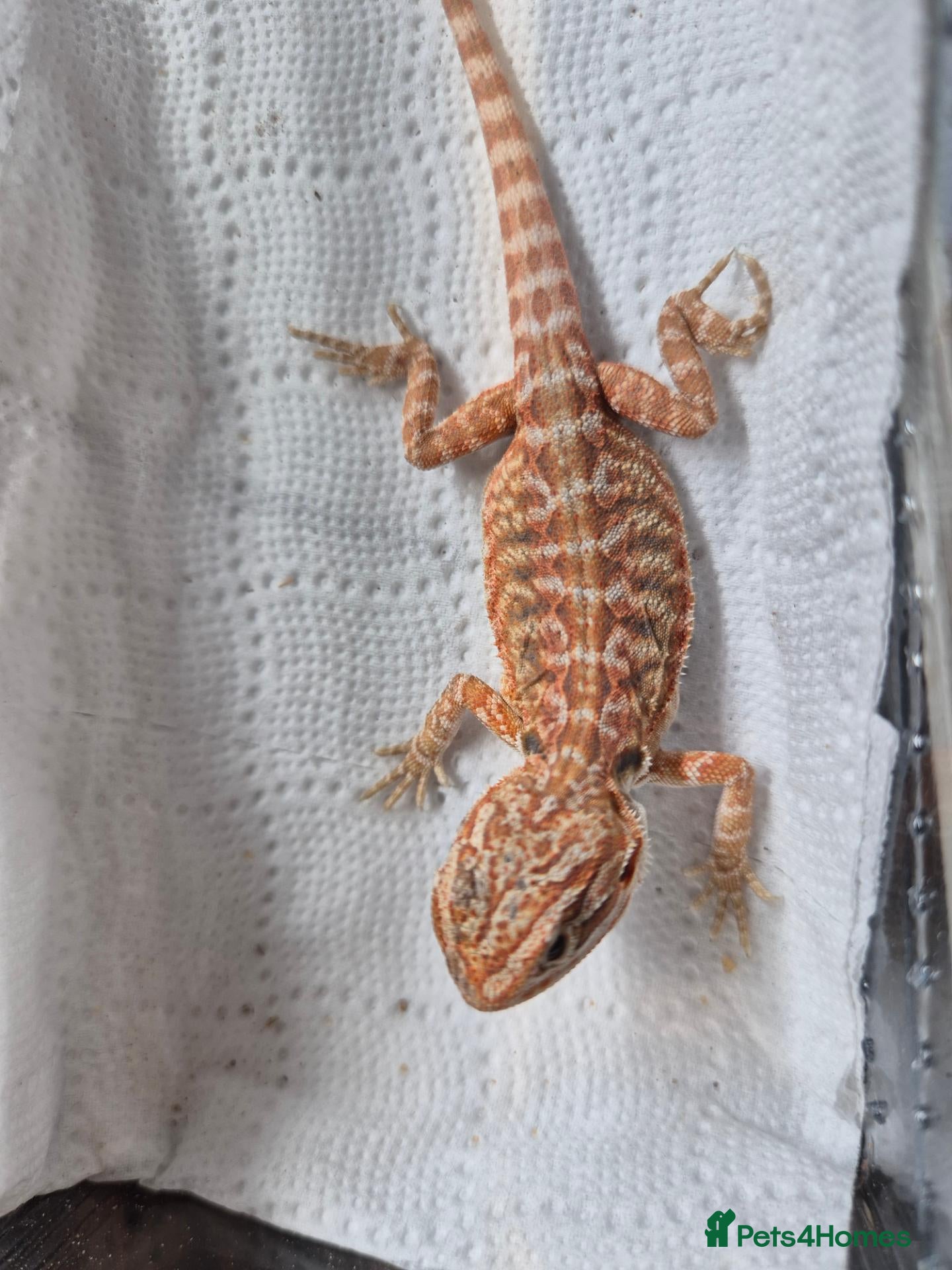 Bearded Dragon reptiles Baby bearded dragons mixed colours - Advert 2