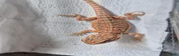 Bearded Dragon reptiles for sale: Baby bearded dragons mixed colours - Advert 2