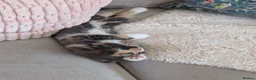 Maine Coon cats for sale: Maine Coon X female kitten  - Advert 3
