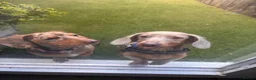 Dachshund dogs for sale: Long haired mini dachshunds - Advert 8