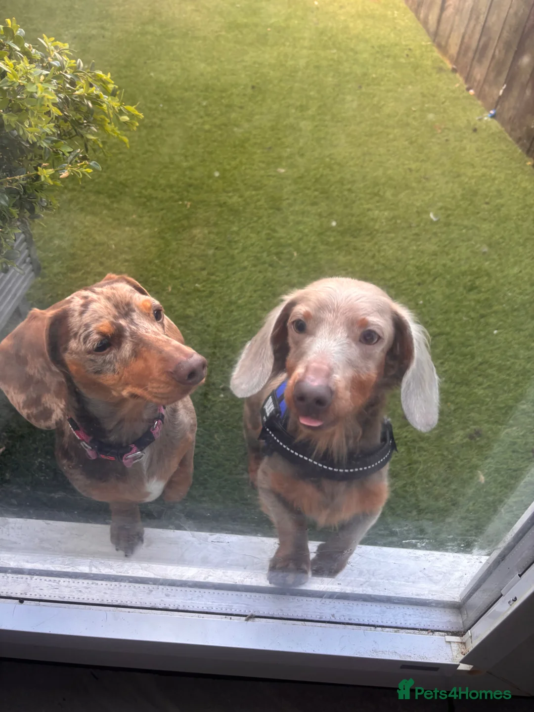 Dachshund dogs for sale: Long haired mini dachshunds - Advert 8