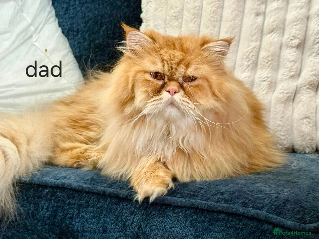 Persian cats for sale: 3 perisan kittens available - Advert 14