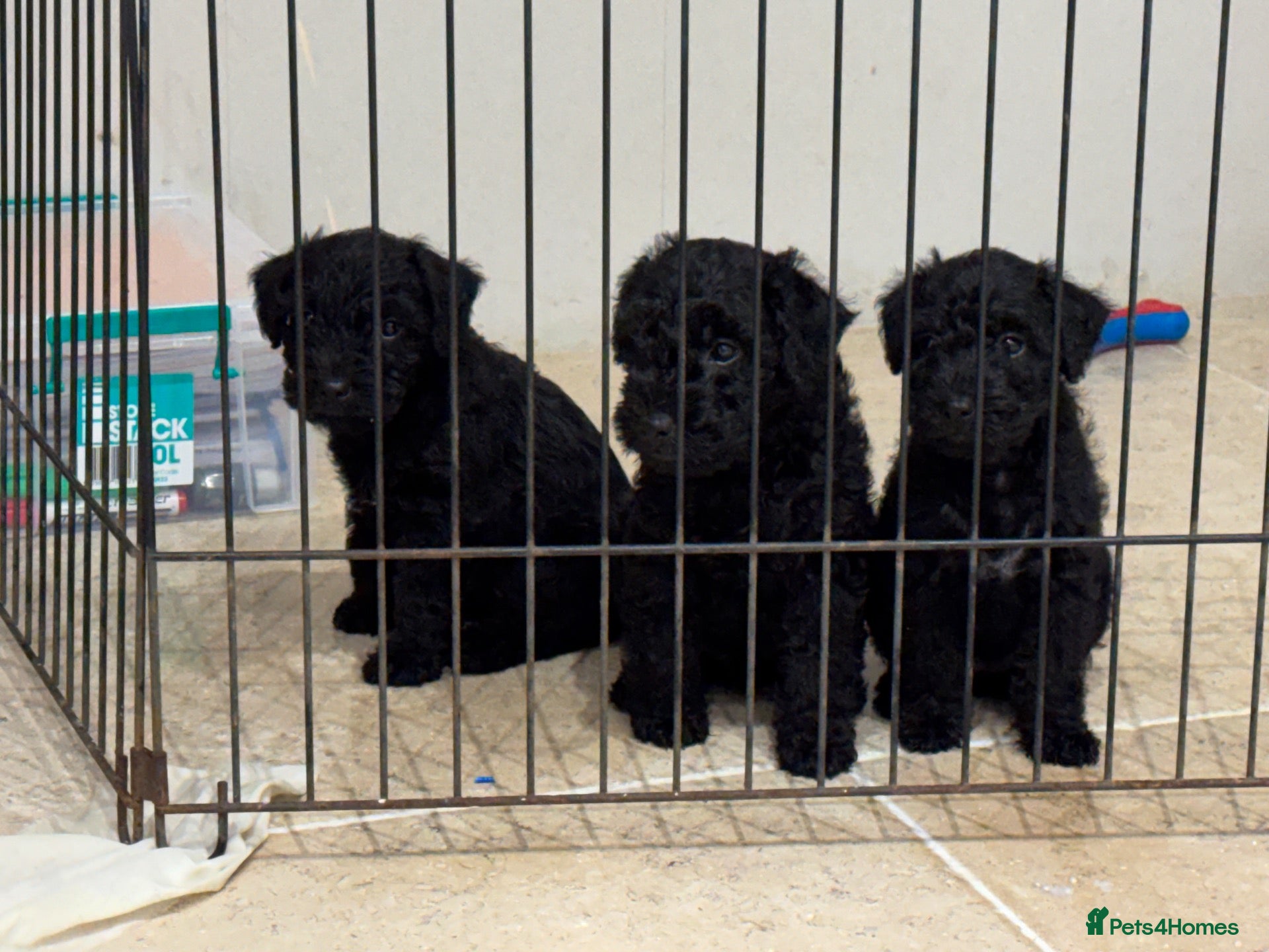 Patterdale Terrier dogs for sale: 3 Rough Coat Patterdale Terrier Puppies - Advert 2