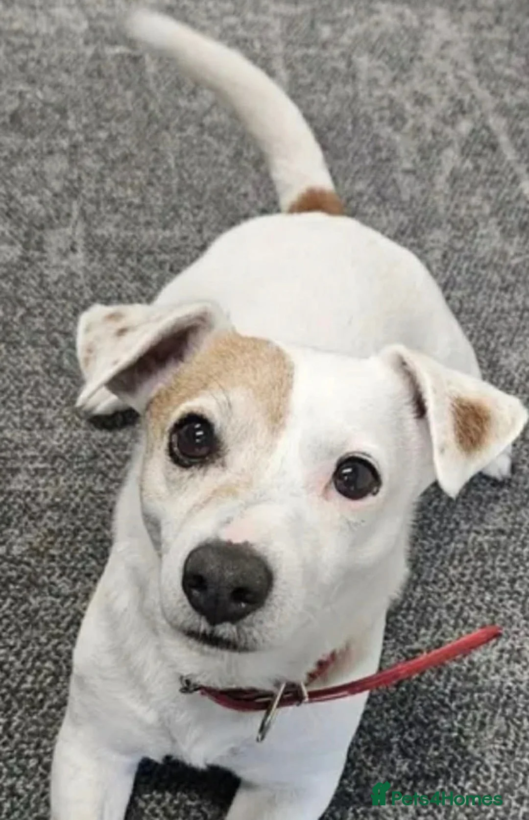 Jack Russell dogs for sale: Senior Jack Russell Terrier - Advert 1