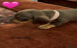 Miniature Dachshund dogs for sale: Miniature dachshund puppies  - Advert 21