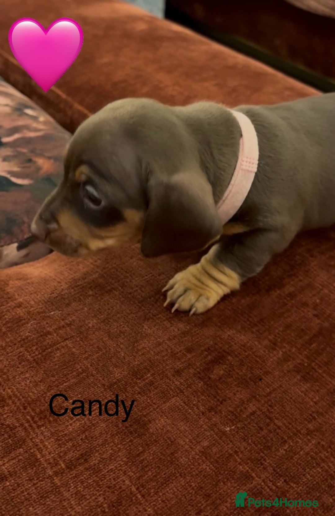 Miniature Dachshund dogs for sale: Miniature dachshund puppies  - Advert 21