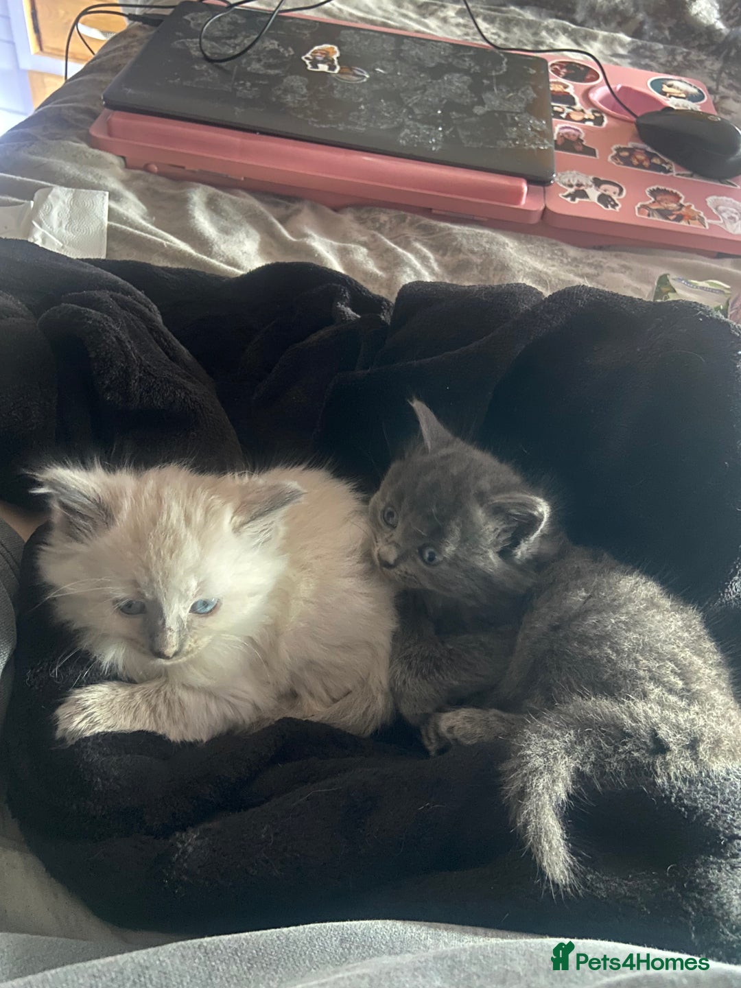British Shorthair cats for sale: Kittens  - Image 6