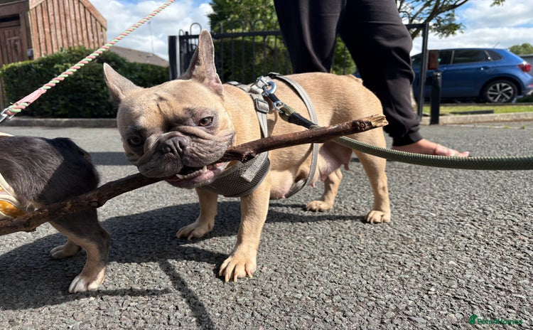 French Bulldog dogs - Advert 10
