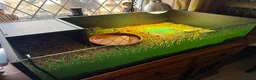 Tortoise reptiles for sale: Sulcata Tortoise with complete starter home - Advert 3