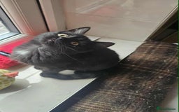 British Shorthair cats for sale: Stunning British Shorthair Kittens Ready Now! - Image 18