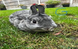 Netherland Dwarf rabbits for sale: Netherland Dwarf Rabbits For Sale  - Image 13