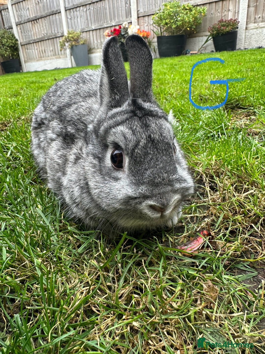 Netherland Dwarf rabbits for sale: Netherland Dwarf Rabbits For Sale  - Image 13