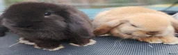 Mini Lop rabbits for sale: Pure mini lop Bunny ready from 12/06 - Advert 10