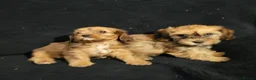 Mixed Breed dogs for sale: Cavapoochon puppies  - Advert 10