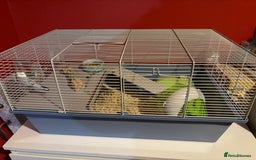 Hamster rodents for sale: Male Russian dwarf hamster  - Image 2