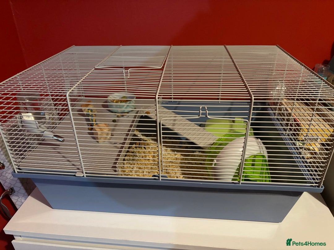 Hamster rodents for sale: Male Russian dwarf hamster  - Image 2