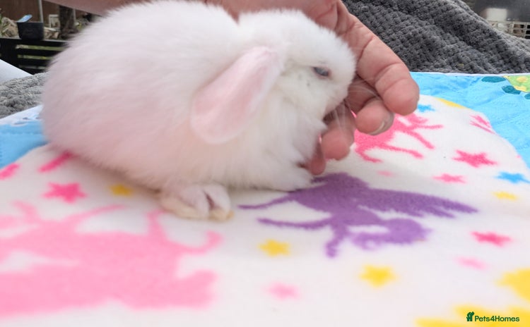 Mini Lop rabbits - Advert 6