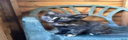 Mixed Breed cats for sale: 4 beautiful kittens 8 weeks old today! - Advert 4