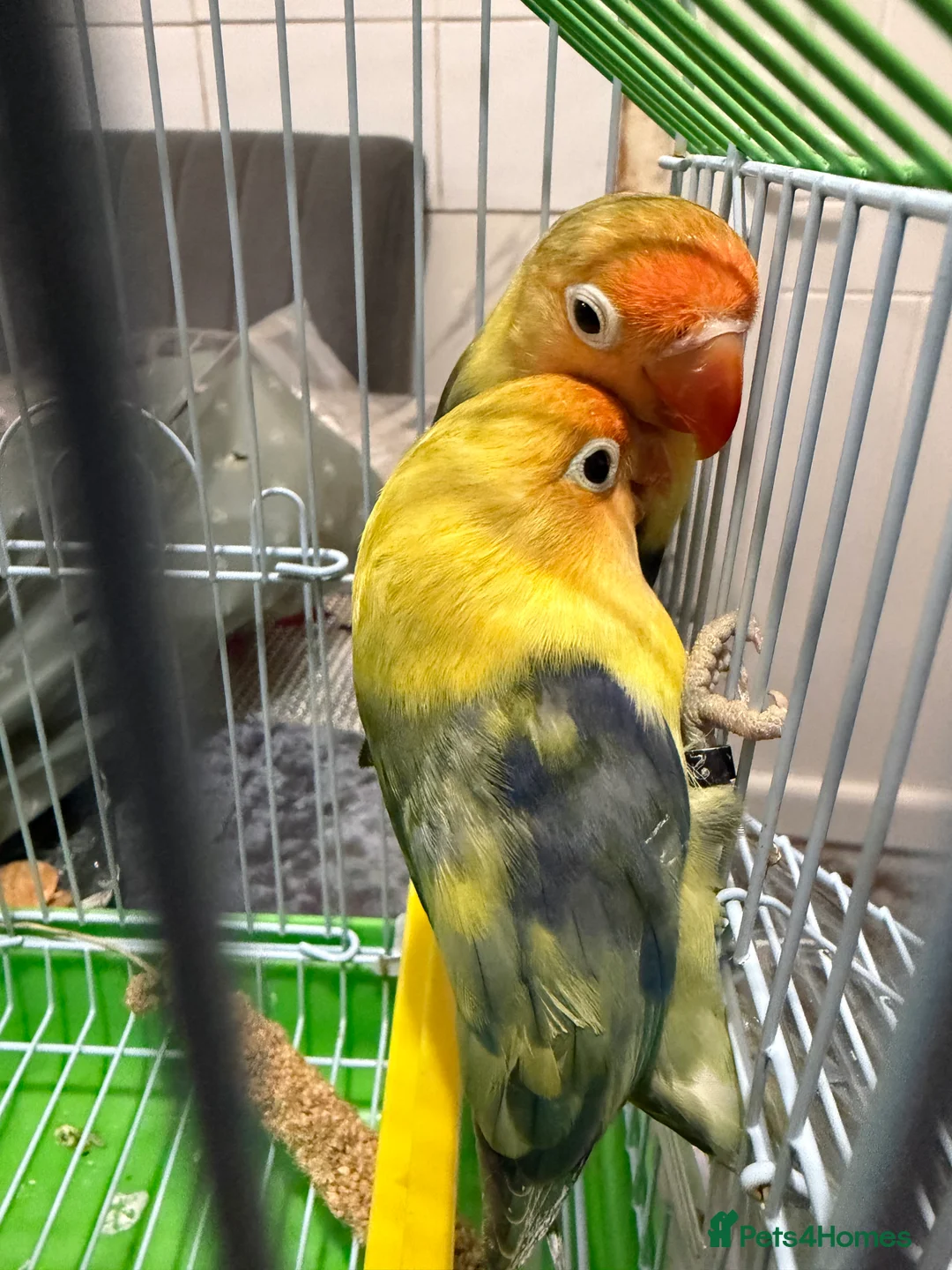 Lovebirds birds for sale: Younge pair of lovebirds - Advert 2