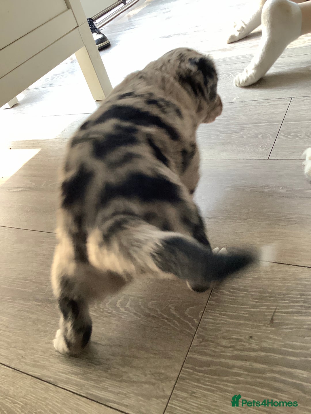 Border Collie dogs for sale: Border collie puppies  - Image 10
