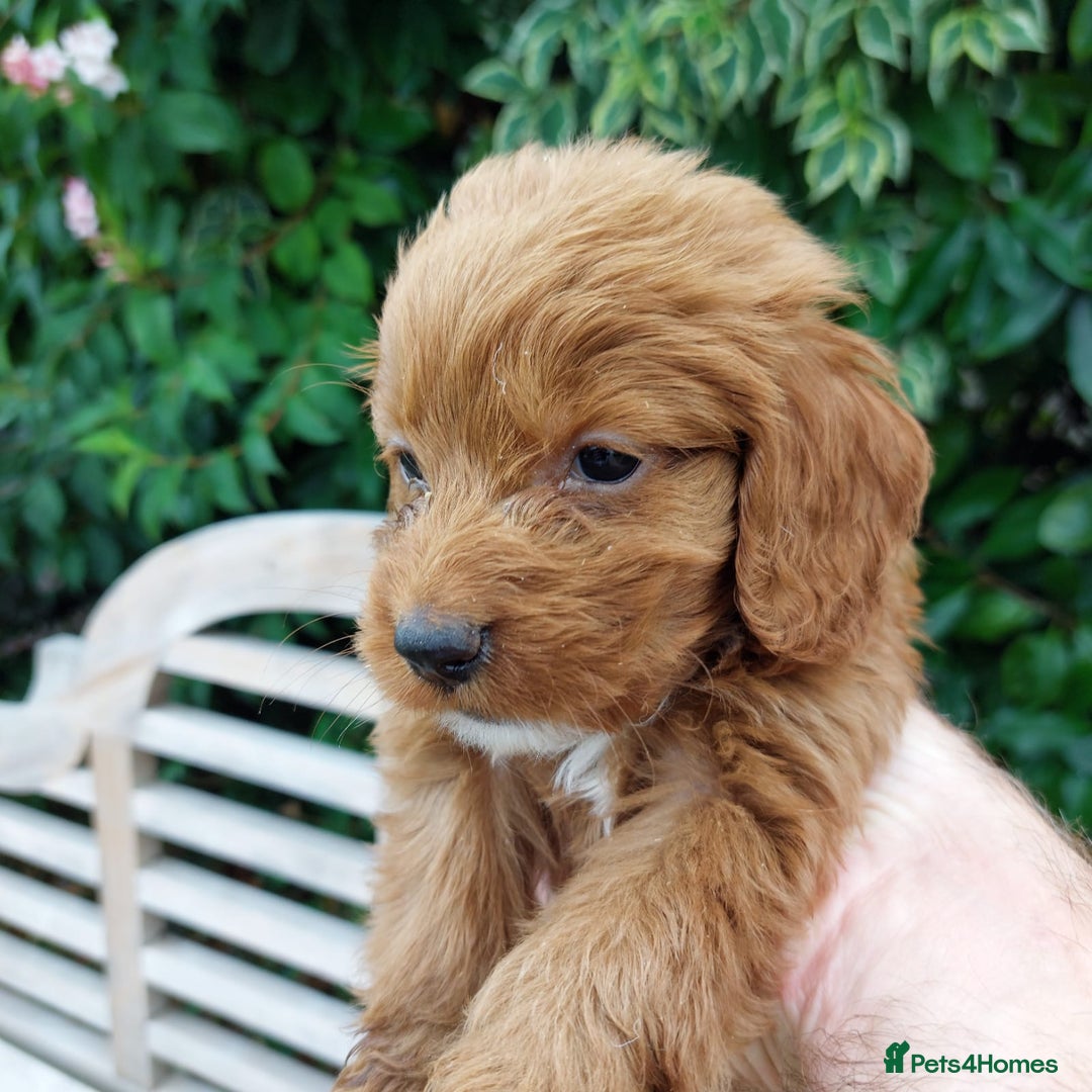 Cockapoo dogs for sale: F1 fox red cockerpoo puppies  - Image 5