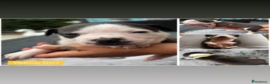 Old Tyme x American bulldog Puppy 4
