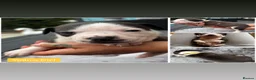 Mixed Breed dogs for sale: Old Tyme x American bulldog  - Advert 17