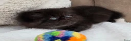 Persian cats for sale: Persian Kittens - Advert 16