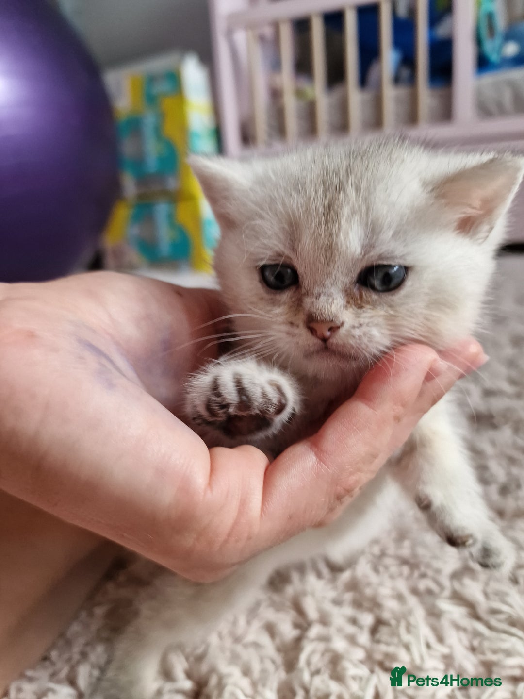 British Shorthair cats for sale: BSH 4 kittens ready for reservation  - Image 10