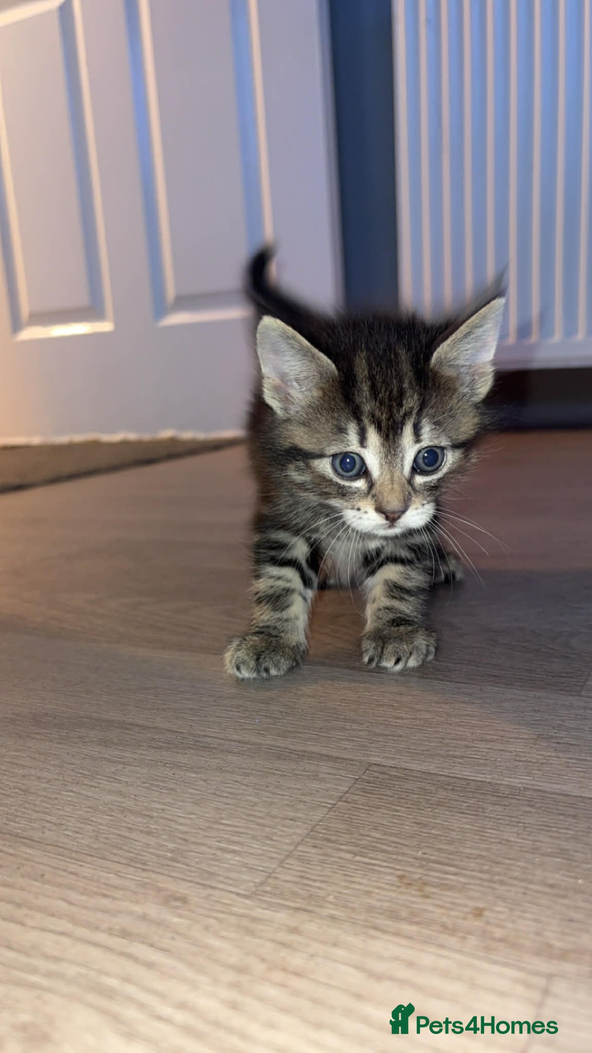 Maine Coon cats 3 main coon cross kittens - Advert 8