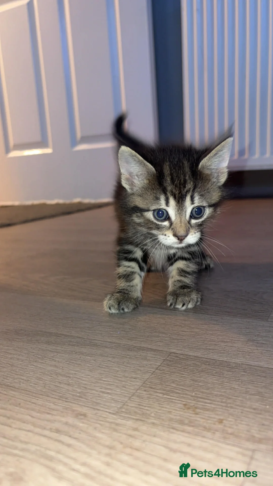 Maine Coon cats for sale: 3 main coon cross kittens - Advert 1