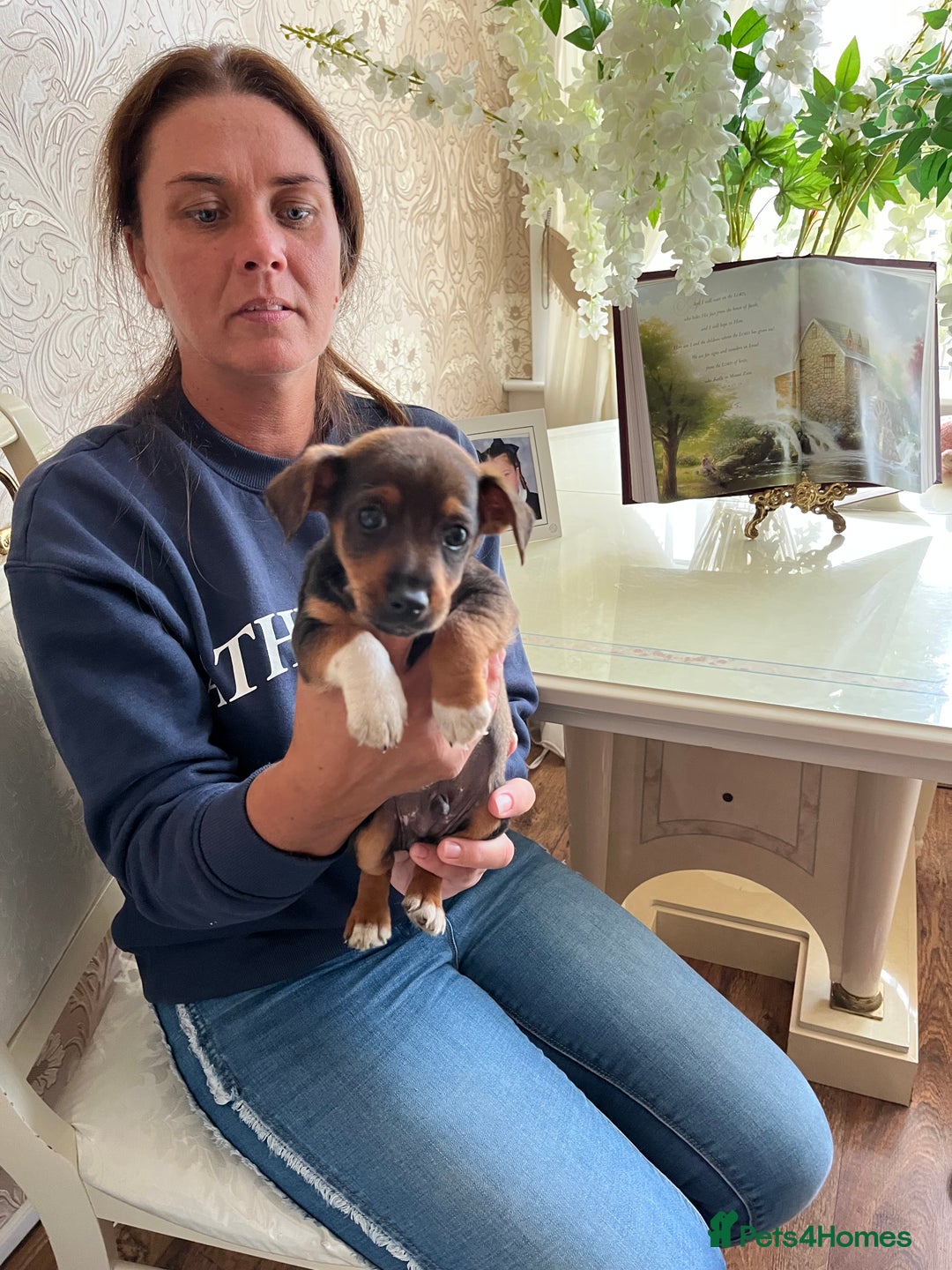 Jack Russell dogs for sale: Puppy looking for their new home  - Image 4