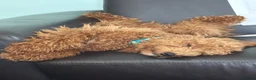 Miniature Poodle dogs for stud: Miniature poodle stud dog - Advert 2