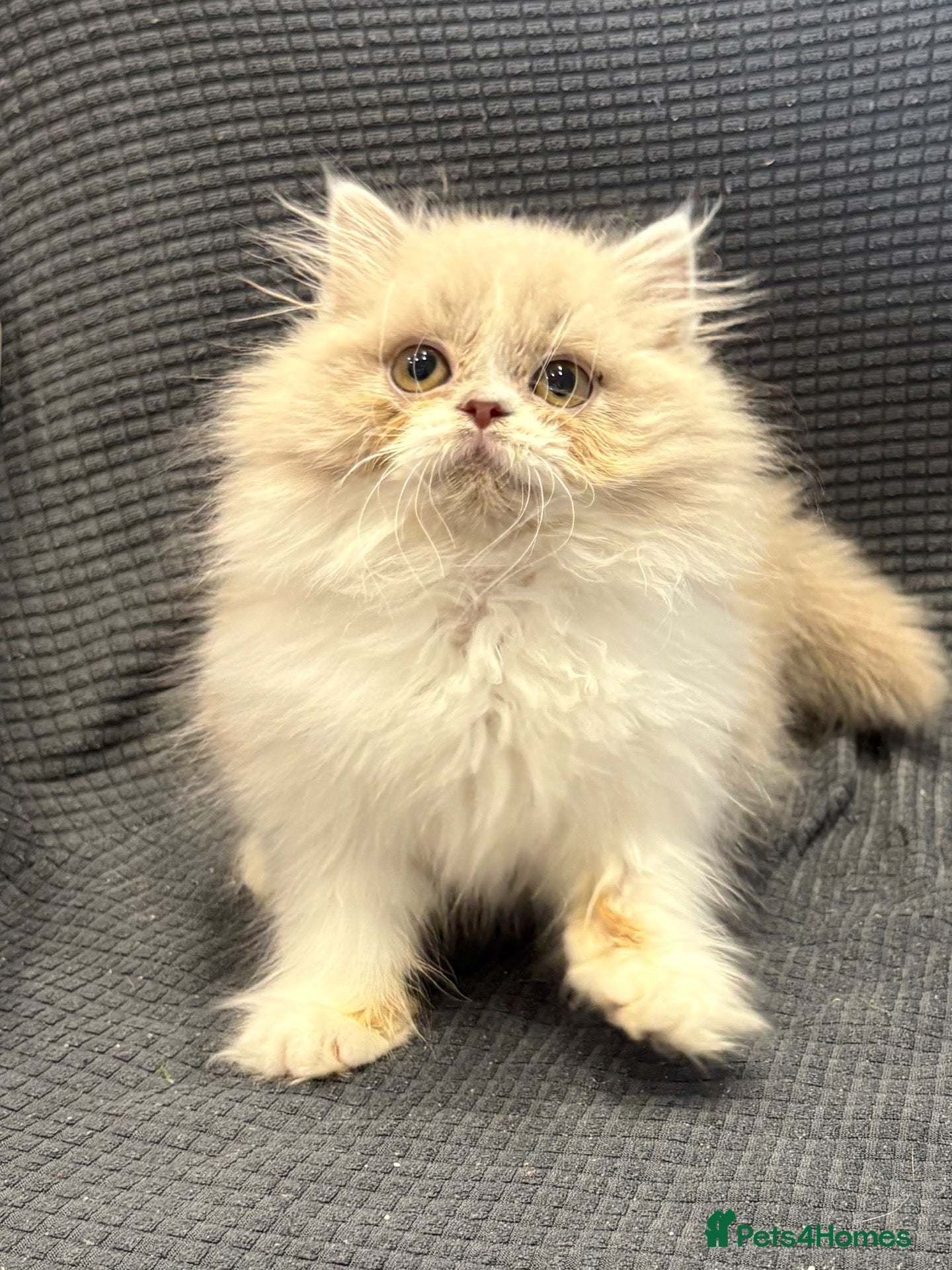 British Longhair cats Champ mum and dad. British longhairs - Advert 18